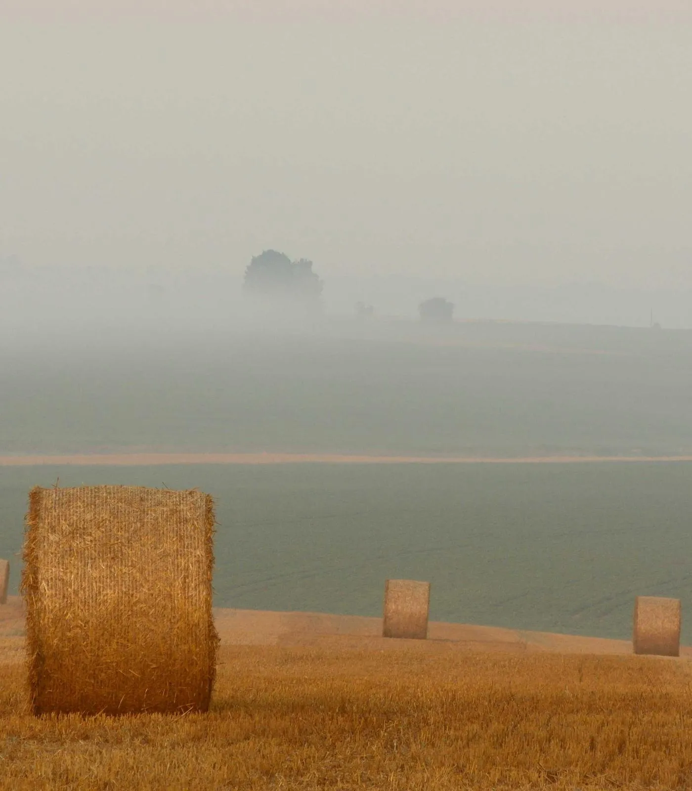 Pacas de heno en un campo segado bajo la niebla